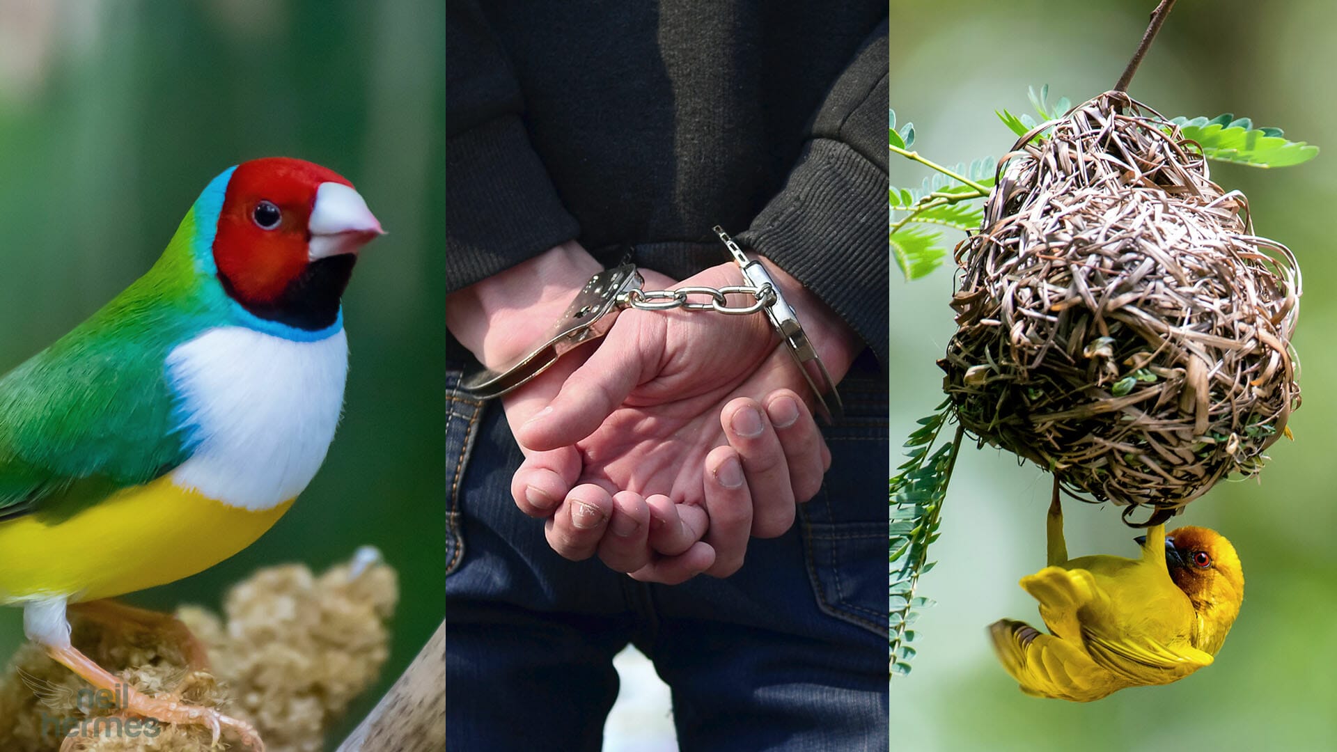 Neil Hermes Weekly Bird Wrap Season 2 Episode 20 Blog Image
