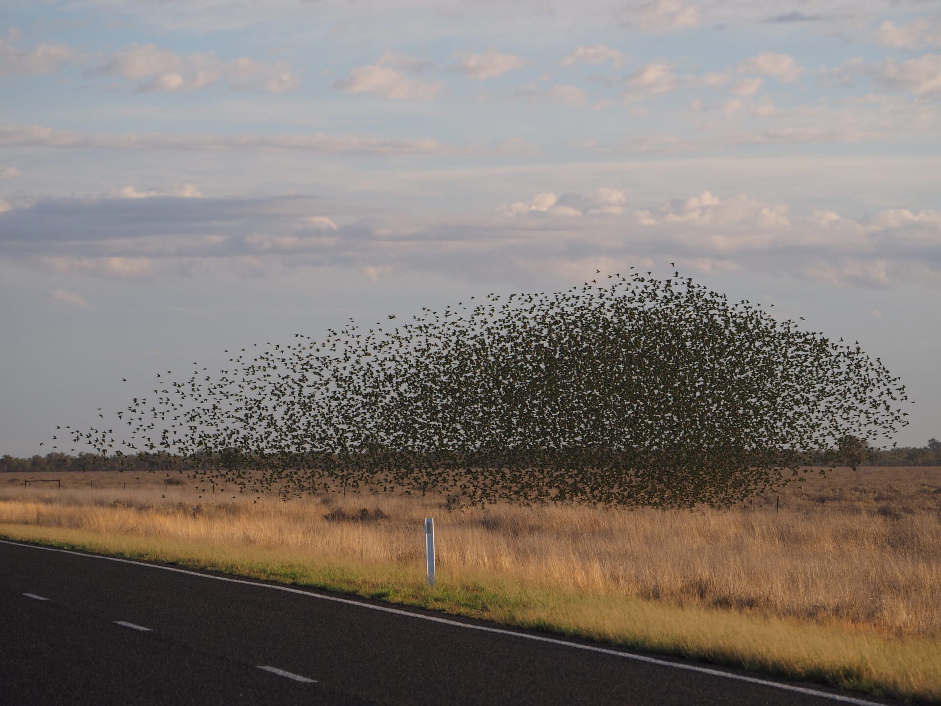 Story 1 a chatter of budgerigars in outback new south wale 2021 08 28 21 41 07 utc