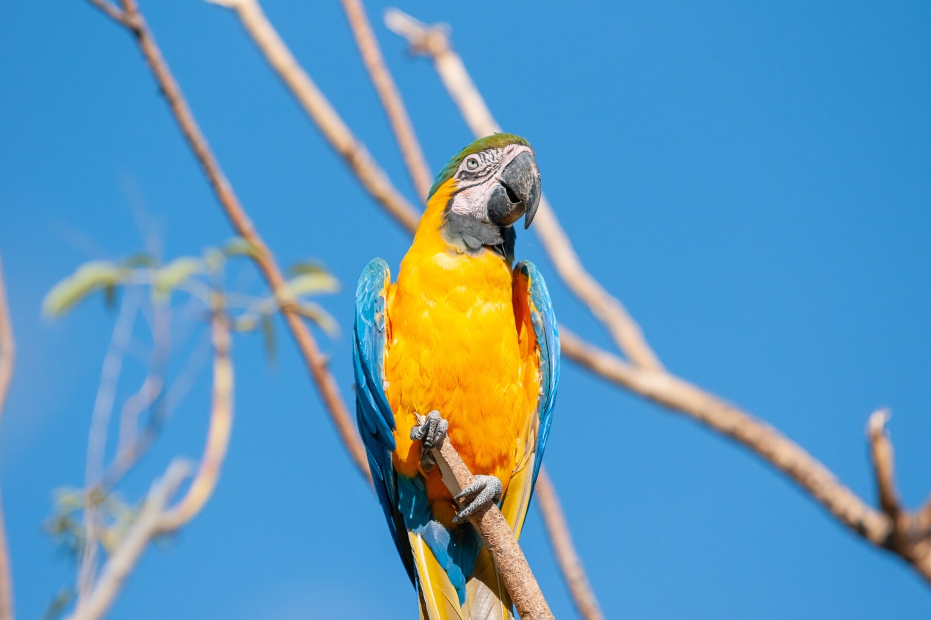 The Budgerigars, Why Do Parrots Live So Long, and The Black-capped Chickadee | WBW S2 E22 2 Story 2 beautiful macaw parrot sitting on a branch 2022 03 10 00 13 14 utc
