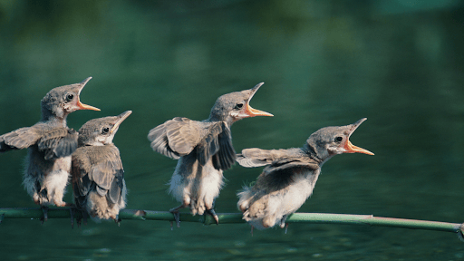 Three Ways Birdwatching Benefits Our Mental Health 2 Where There Is Water, There Are Birds - 2