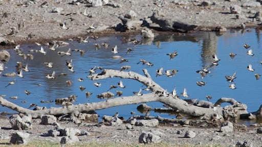 Where There Is Water, There Are Birds - 3