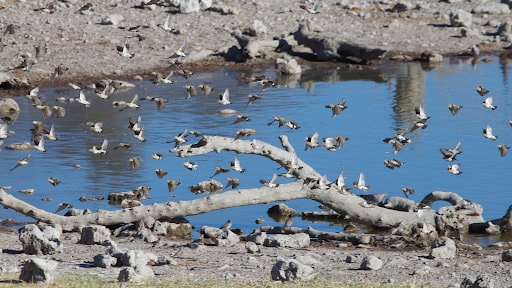 Tips & Guides: The Best Birdwatching Spot Near You | Neil Hermes 3 Where There Is Water, There Are Birds - 3