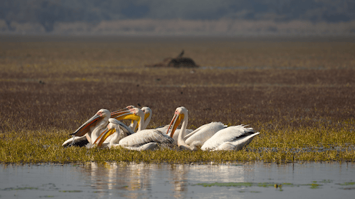 Where There Is Water, There Are Birds