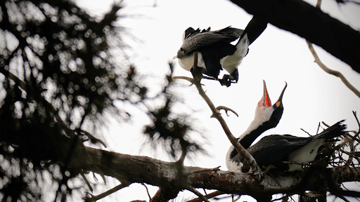 Tips & Guides: Unspoken Rules and Ethics in Birdwatching | Neil Hermes 3 Playing Birdcalls
