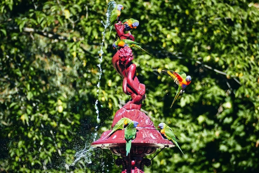 The Aussie Backyard Bird Count 2022 By BirdLife Australia 6 The-Aussie-Backyard-Bird-Count-2022-By-BirdLife-Australia-Parrots
