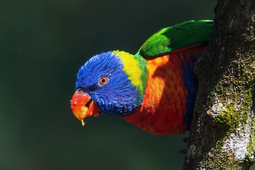The Aussie Backyard Bird Count 2022 By BirdLife Australia 3 The-Aussie-Backyard-Bird-Count-2022-By-BirdLife-Australia-colourful-parrots