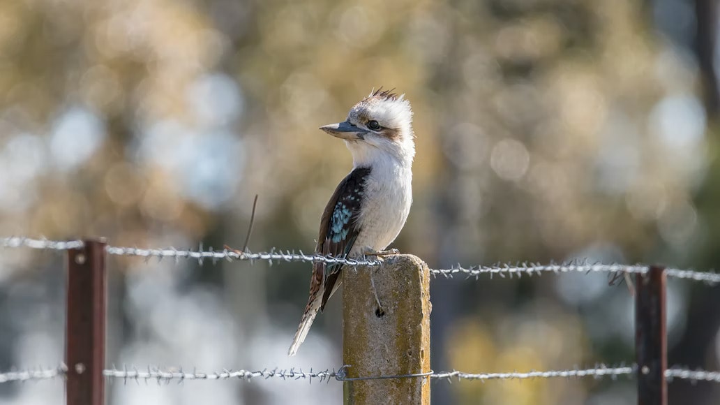 The Aussie Backyard Bird Count 2022 By BirdLife Australia 1 The Aussie Backyard Bird Count 2022 - small bird resting