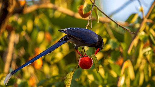 Add Plants That Double As Food For Birds - Neil Hermes