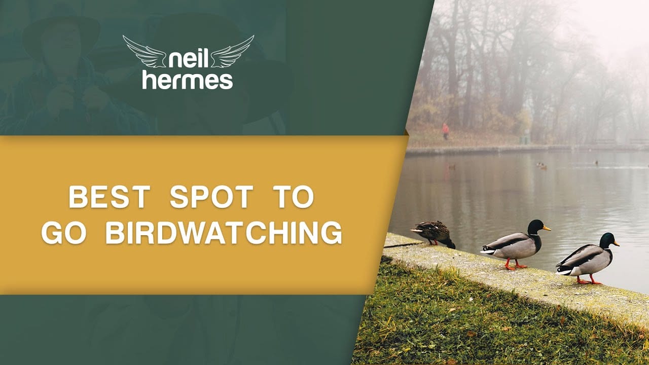 Tips & Guides The Best Birdwatching Spot Near You Neil Hermes Neil