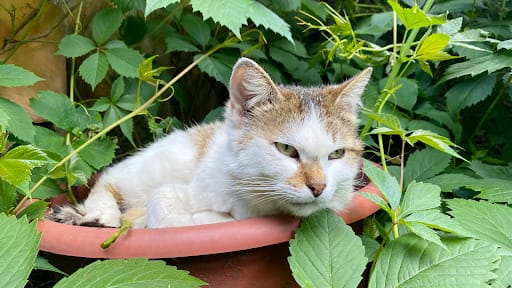 Do Not Attract Birds If There Are Cats Around