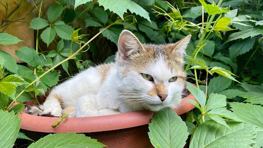 Tips & Guides: How To Attract Birds To Your Garden | Neil Hermes 5 Do Not Attract Birds If There Are Cats Around