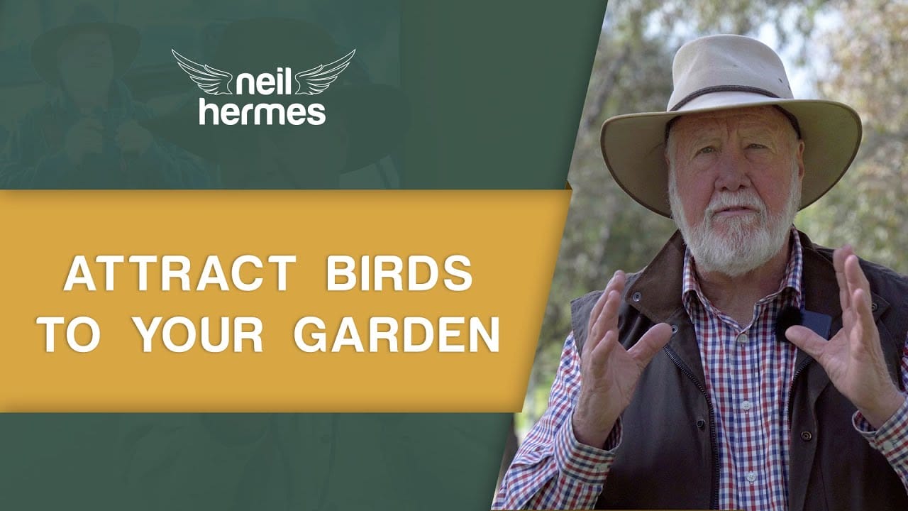 Five Tips on How to Attract Birds to Your Garden