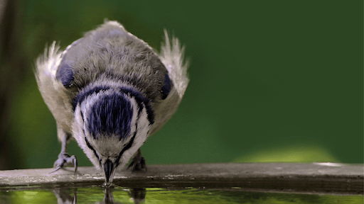 Tips & Guides: How To Attract Birds To Your Garden | Neil Hermes 4 Provide Water For Birds, Especially In the Summertime