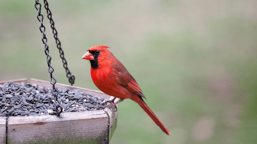 Put Out Bird Feeders With Artificial Feed - Neil Hermes