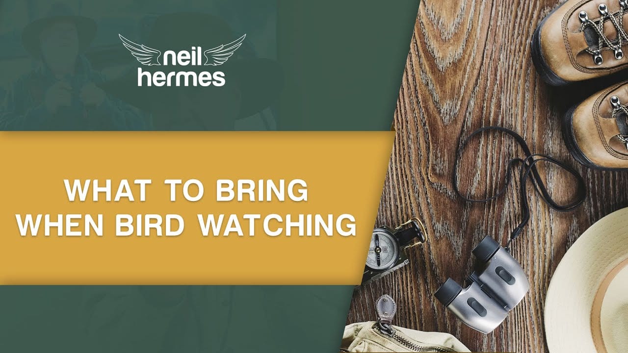 tips-guides-what-to-bring-when-you-want-to-go-birdwatching-neil