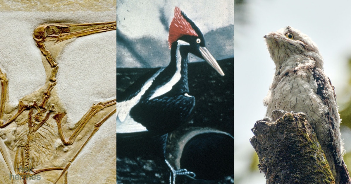 Bird Fossil, Ivory-Billed Woodpecker, Potoo