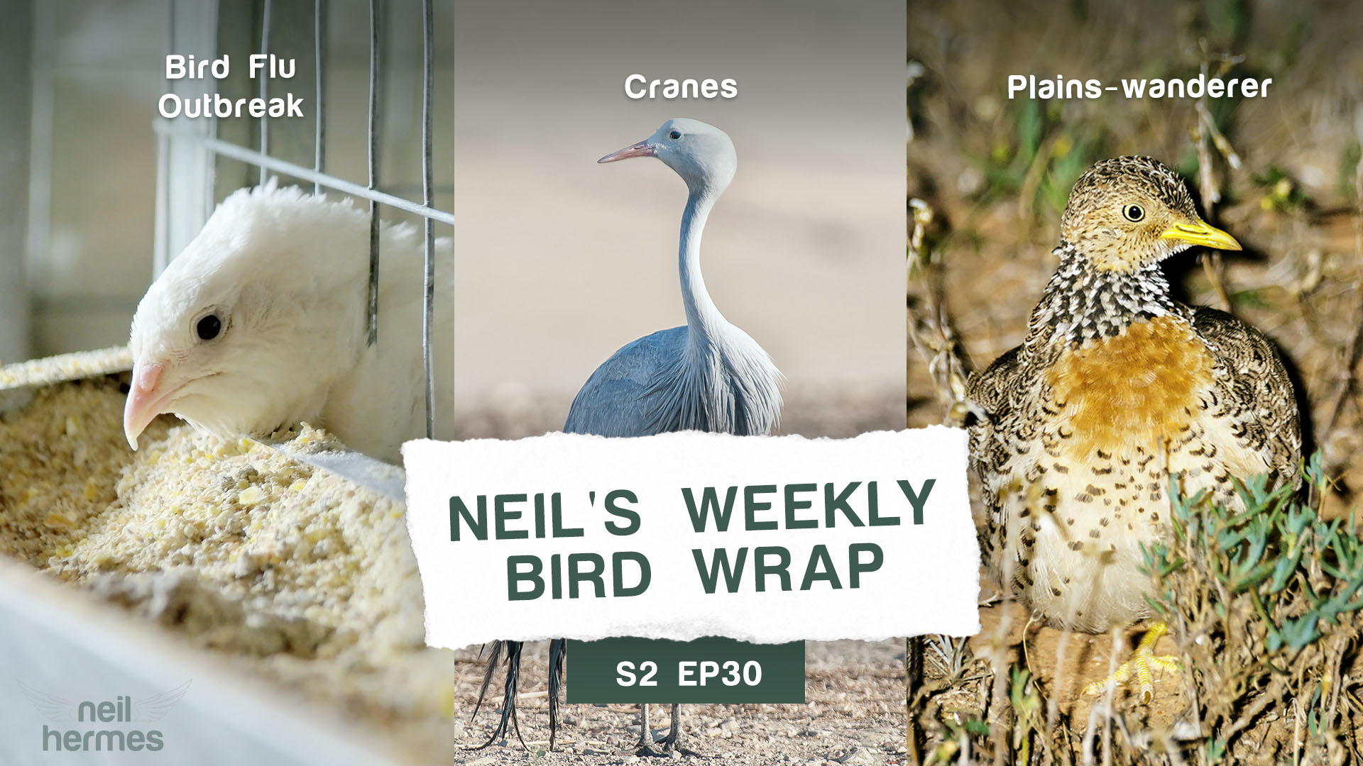 Neil's Weekly Bird Wrap