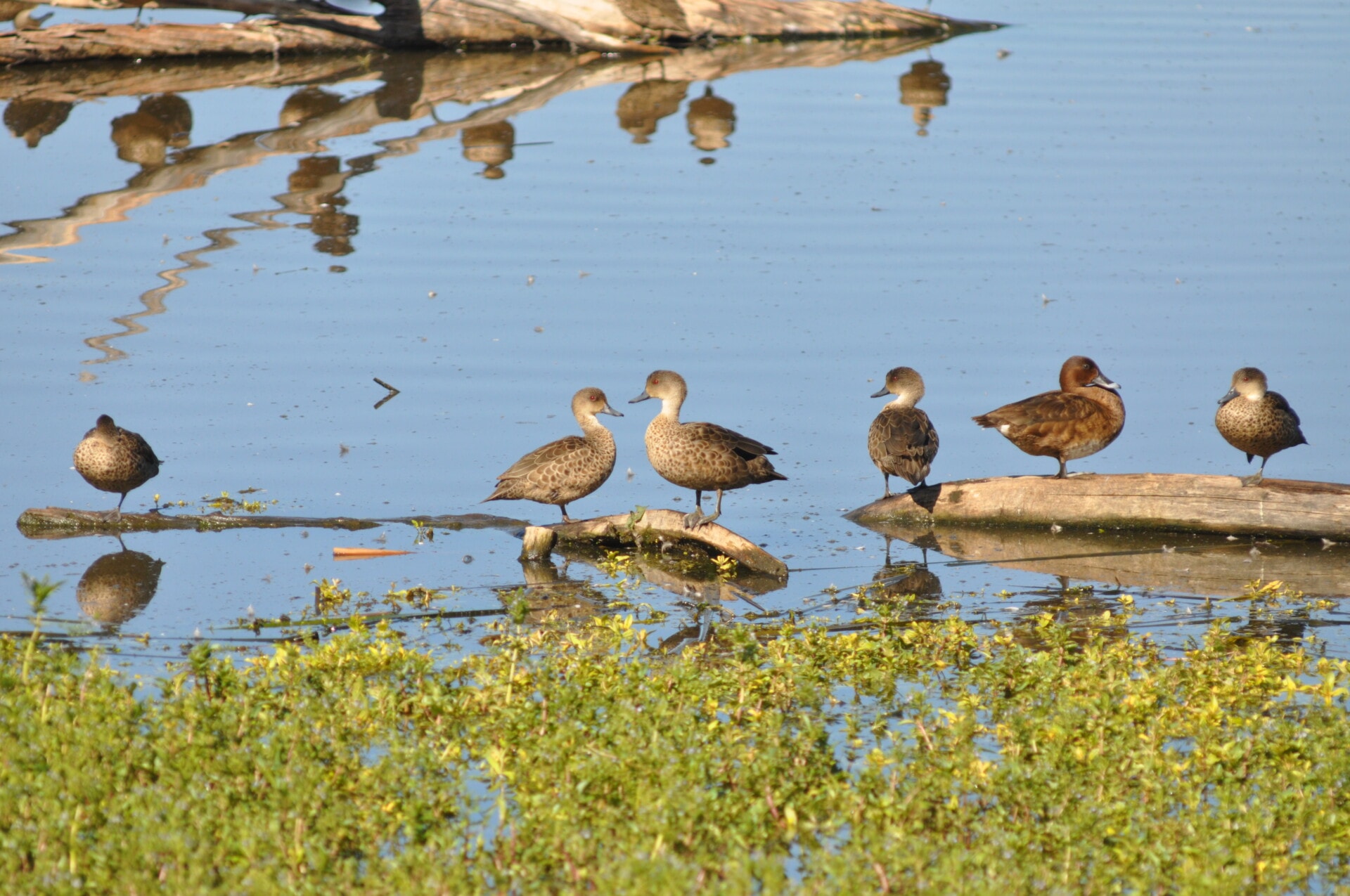 Birdwatching