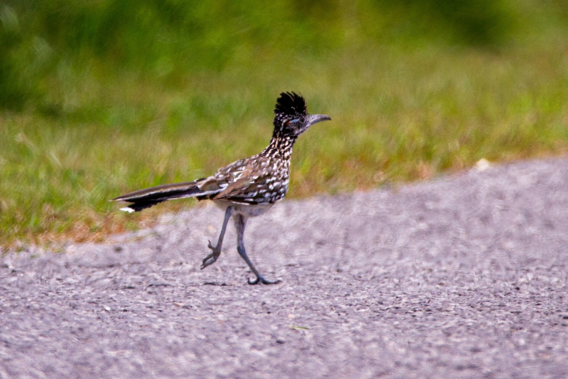 The Australian Raven, Bush Stone-curlew, Roadrunner, and Birding in Molongolo River | WBW Week 40 2 joshua j cotten T8Hi wdlyOQ unsplash